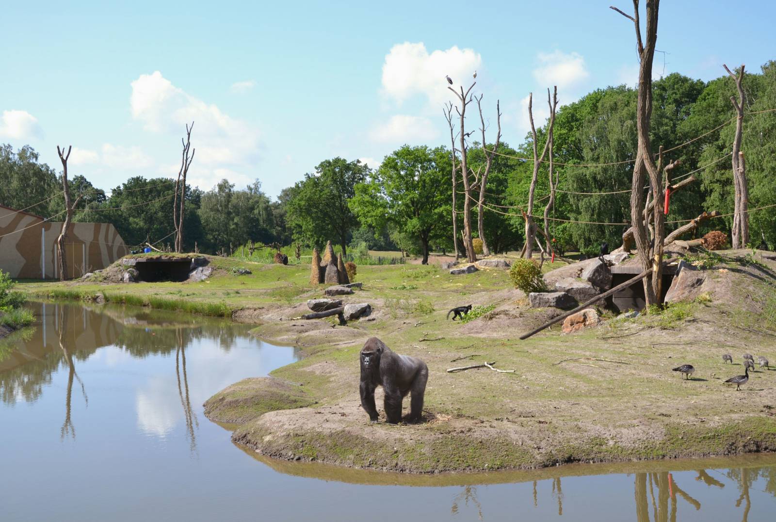 safari park beekse bergen korting